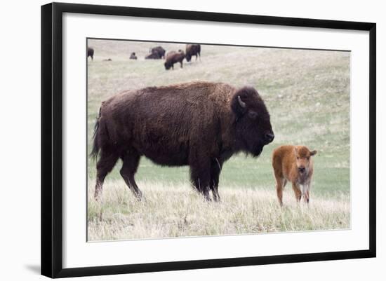 American Bison Cow with Calf-Hal Beral-Framed Photographic Print