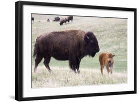 American Bison Cow with Calf-Hal Beral-Framed Photographic Print