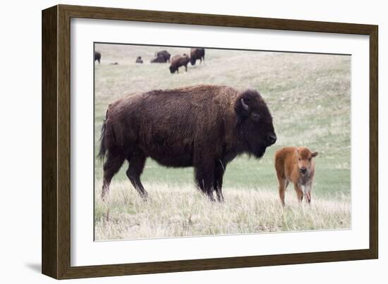 American Bison Cow with Calf-Hal Beral-Framed Photographic Print