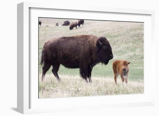 American Bison Cow with Calf-Hal Beral-Framed Photographic Print