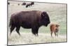 American Bison Cow with Calf-Hal Beral-Mounted Photographic Print