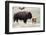 American Bison Cow with Calf-Hal Beral-Framed Photographic Print