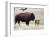 American Bison Cow with Calf-Hal Beral-Framed Photographic Print