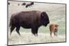 American Bison Cow with Calf-Hal Beral-Mounted Photographic Print