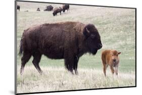 American Bison Cow with Calf-Hal Beral-Mounted Photographic Print