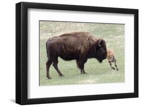 American Bison Cow with Calf-Hal Beral-Framed Photographic Print