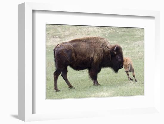 American Bison Cow with Calf-Hal Beral-Framed Photographic Print