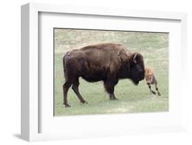 American Bison Cow with Calf-Hal Beral-Framed Photographic Print