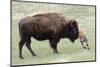 American Bison Cow with Calf-Hal Beral-Mounted Photographic Print