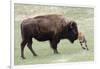 American Bison Cow with Calf-Hal Beral-Framed Photographic Print