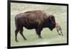 American Bison Cow with Calf-Hal Beral-Framed Photographic Print