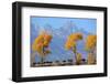 American Bison, Grand Teton National Park, Wyoming, USA-Staffan Widstrand-Framed Photographic Print