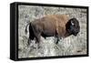 American Bison Graze in the Lamar Valley of Yellowstone National Park-Richard Wright-Framed Stretched Canvas