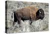 American Bison Graze in the Lamar Valley of Yellowstone National Park-Richard Wright-Stretched Canvas