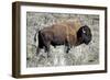 American Bison Graze in the Lamar Valley of Yellowstone National Park-Richard Wright-Framed Photographic Print