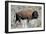 American Bison Graze in the Lamar Valley of Yellowstone National Park-Richard Wright-Framed Photographic Print