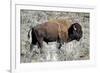 American Bison Graze in the Lamar Valley of Yellowstone National Park-Richard Wright-Framed Photographic Print