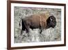 American Bison Graze in the Lamar Valley of Yellowstone National Park-Richard Wright-Framed Photographic Print