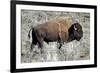 American Bison Graze in the Lamar Valley of Yellowstone National Park-Richard Wright-Framed Photographic Print