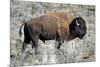 American Bison Graze in the Lamar Valley of Yellowstone National Park-Richard Wright-Mounted Photographic Print