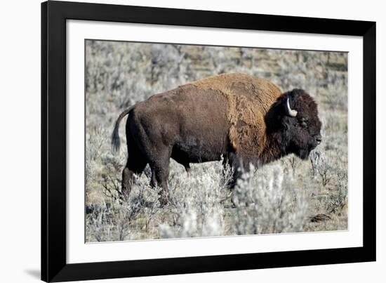 American Bison Graze in the Lamar Valley of Yellowstone National Park-Richard Wright-Framed Photographic Print