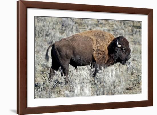 American Bison Graze in the Lamar Valley of Yellowstone National Park-Richard Wright-Framed Photographic Print