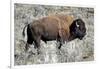 American Bison Graze in the Lamar Valley of Yellowstone National Park-Richard Wright-Framed Photographic Print