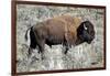 American Bison Graze in the Lamar Valley of Yellowstone National Park-Richard Wright-Framed Photographic Print