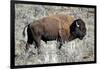 American Bison Graze in the Lamar Valley of Yellowstone National Park-Richard Wright-Framed Photographic Print