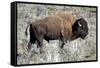 American Bison Graze in the Lamar Valley of Yellowstone National Park-Richard Wright-Framed Stretched Canvas