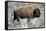 American Bison Graze in the Lamar Valley of Yellowstone National Park-Richard Wright-Framed Stretched Canvas