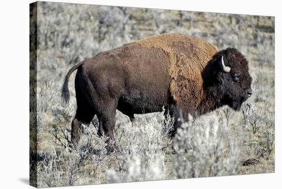 American Bison Graze in the Lamar Valley of Yellowstone National Park-Richard Wright-Stretched Canvas