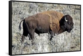 American Bison Graze in the Lamar Valley of Yellowstone National Park-Richard Wright-Framed Stretched Canvas