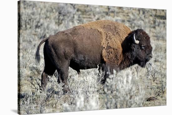American Bison Graze in the Lamar Valley of Yellowstone National Park-Richard Wright-Stretched Canvas