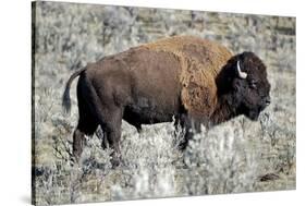 American Bison Graze in the Lamar Valley of Yellowstone National Park-Richard Wright-Stretched Canvas