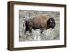 American Bison Graze in the Lamar Valley of Yellowstone National Park-Richard Wright-Framed Photographic Print