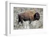 American Bison Graze in the Lamar Valley of Yellowstone National Park-Richard Wright-Framed Photographic Print