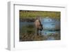 American bison, Hayden Valley, Yellowstone National Park, Wyoming, USA-Roddy Scheer-Framed Photographic Print