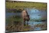 American bison, Hayden Valley, Yellowstone National Park, Wyoming, USA-Roddy Scheer-Mounted Photographic Print