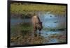 American bison, Hayden Valley, Yellowstone National Park, Wyoming, USA-Roddy Scheer-Framed Photographic Print