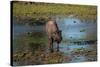 American bison, Hayden Valley, Yellowstone National Park, Wyoming, USA-Roddy Scheer-Stretched Canvas