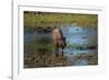 American bison, Hayden Valley, Yellowstone National Park, Wyoming, USA-Roddy Scheer-Framed Photographic Print