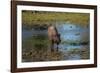 American bison, Hayden Valley, Yellowstone National Park, Wyoming, USA-Roddy Scheer-Framed Photographic Print