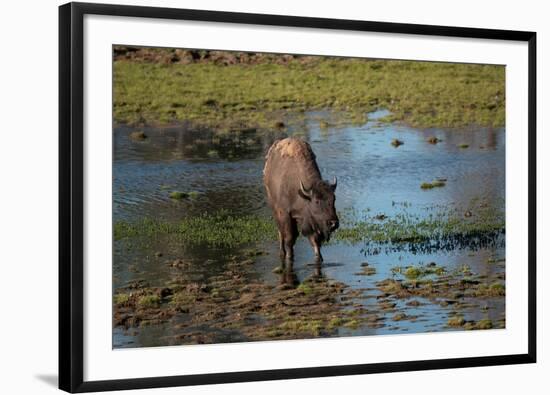 American bison, Hayden Valley, Yellowstone National Park, Wyoming, USA-Roddy Scheer-Framed Photographic Print