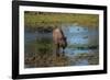 American bison, Hayden Valley, Yellowstone National Park, Wyoming, USA-Roddy Scheer-Framed Photographic Print