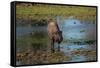 American bison, Hayden Valley, Yellowstone National Park, Wyoming, USA-Roddy Scheer-Framed Stretched Canvas