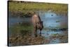 American bison, Hayden Valley, Yellowstone National Park, Wyoming, USA-Roddy Scheer-Stretched Canvas