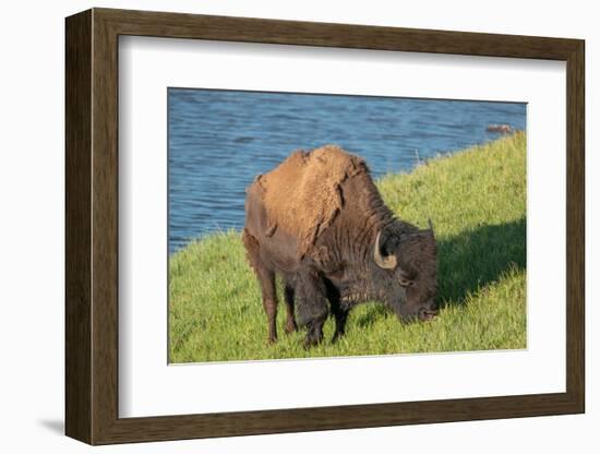 American bison, Hayden Valley, Yellowstone National Park, Wyoming, USA-Roddy Scheer-Framed Photographic Print