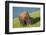 American bison, Hayden Valley, Yellowstone National Park, Wyoming, USA-Roddy Scheer-Framed Photographic Print