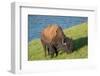 American bison, Hayden Valley, Yellowstone National Park, Wyoming, USA-Roddy Scheer-Framed Photographic Print